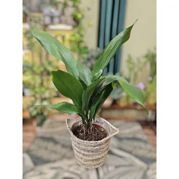 Aspidistra Elatior