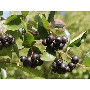 Sazenice Arónie, černý jeřáb 'Galicjanka' Balení: kontejner C2