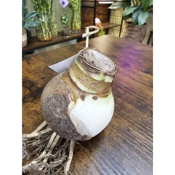 Vánoční dekorace Hippeastrum, Amarylis bez substrátu