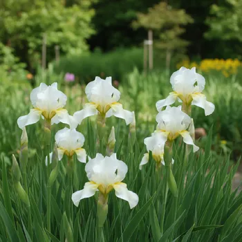 Semeno Kosatec 'Chartreuse Bounty' 1 ks