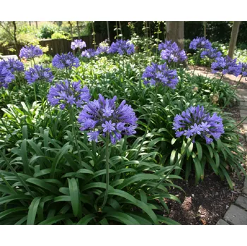 Semeno Kalokvět 'Kobold' 1 ks