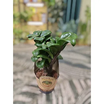 Zamioculcas Zamiifolia Zenzi mini (Zmijovec)