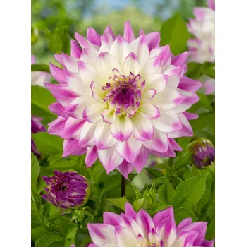 Semeno Jiřina 'Ferncliff illusion' 1 ks