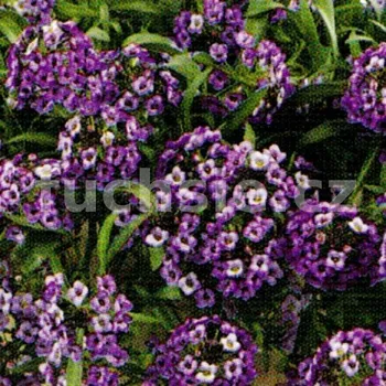 Lobulária maritima, modrofialová - 116M