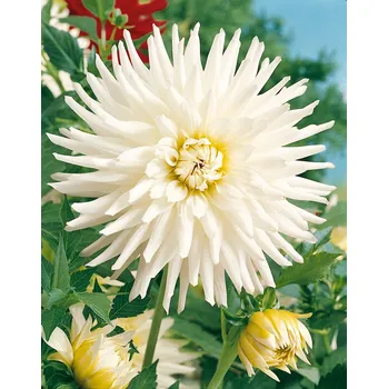 Semeno Jiřina 'My love' 1 ks