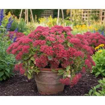 Semeno Rozchodník 'Munstead Dark Red' 1 ks