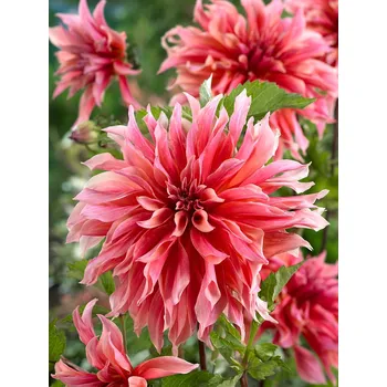 Semeno Jiřina 'Labyrinth ' 1 ks