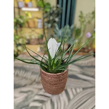 Tillandsia Biancini