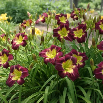 Cibulovina Denivka 'Night Beacon' 1 ks