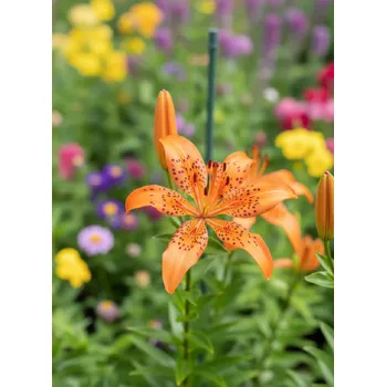 Semeno Lilie 'Must See' 1 ks