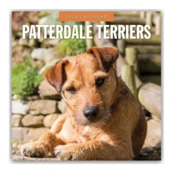 Diář Patterdale Terriers - Patterdale Terrier - Schwarzer Terrier 2026 - 16-Monatskalender (EN)