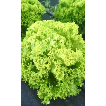 Sušená potravina BIO mix salátů Lollo bionda + rosa, svazek min. 200 g