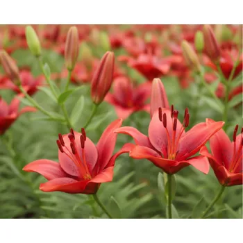 Semeno Lilie 'Rapid Red' 1 ks