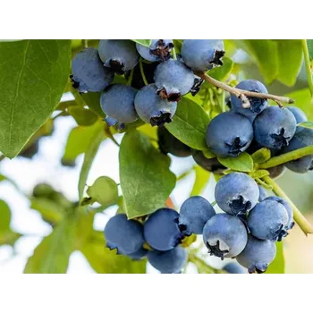 Sazenice Kanadská borůvka 'Bluejay' Balení: kontejner p9