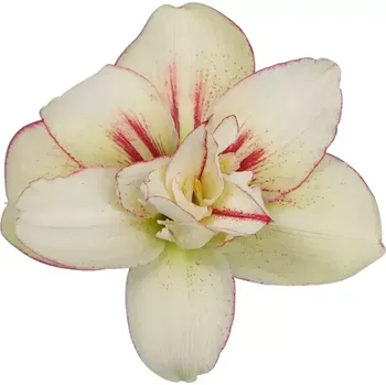 Sazenice Amarylis DG IRINIA 80 cm / 4 kv / 16 box