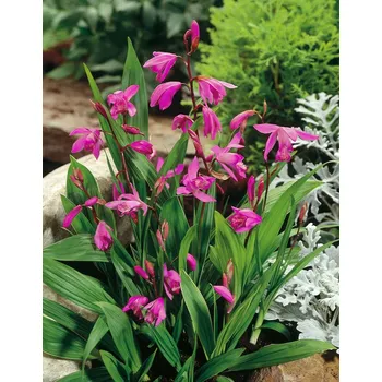 Semeno Orchidej vzpřímená 'Striata pink' 1 ks