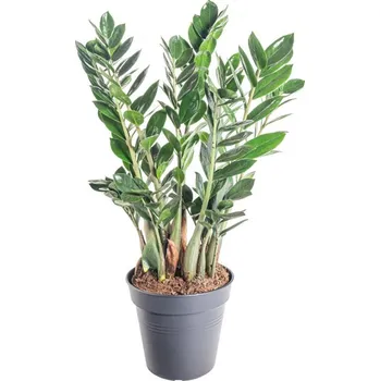 Sazenice Kulkas zamiolistý, Zamioculcas zamiifolia, průměr květináče 17 cm