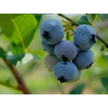 Sazenice Kanadská borůvka 'Brigitta Blue' Balení: kontejner p9