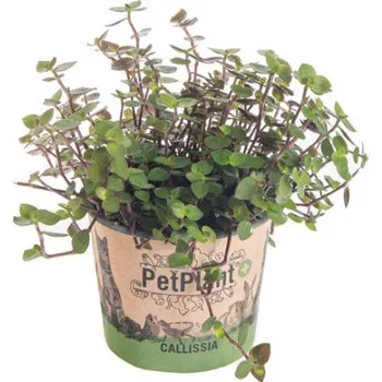 Sazenice Kalísie pro zvířata, Callisia, průměr květináče 12 cm