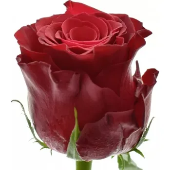 umělá květina Červená růže RHODOS 80cm (XL)