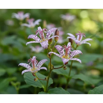 Semeno Liliovka srstnatá 'Purple Beauty' 3 ks