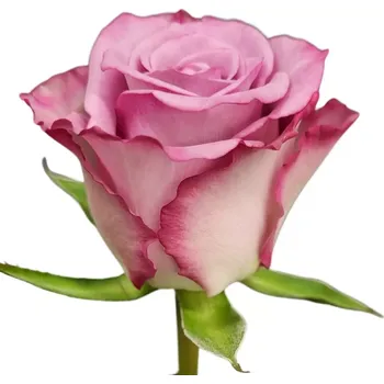 umělá květina Růže THRILLER 35 cm (XL)