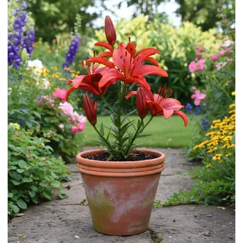 Semeno Lilie 'Red County' 1 ks