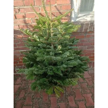 Vánoční stromek ŽIVÝ VÁNOČNÍ STROMEK JEDLE KAVKAZSKÁ ŘEZANÁ 220-250 CM. PRÉMIOVÁ KVALITA - NEJLEPŠÍ