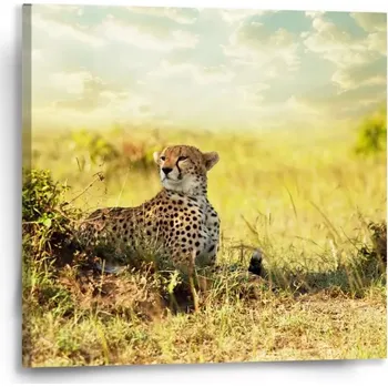 Obraz Sablio Obraz Gepard - 50x50 cm