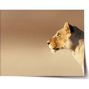 Plakát Sablio Plakát Lvice 2 - 120x80 cm
