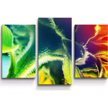 Obraz Sablio Obraz - 3-dílný Duhová květina - 75x50 cm