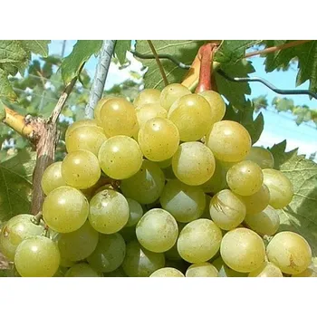 Sazenice Réva vinná 'Muškát Pölöskei' Balení: prostokořenná sazenice