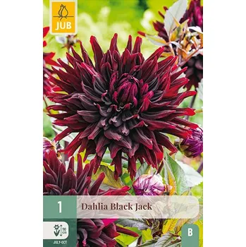 Cibulovina Jiřina BLACK JACK (1 hlíza)