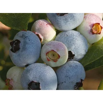 Sazenice Kanadská borůvka 'Chandler' Balení: kontejner p9