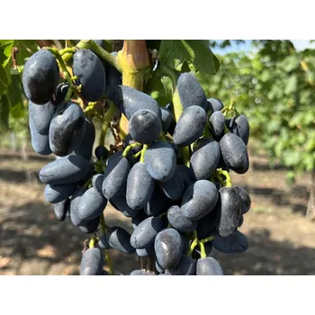 Sazenice Réva vinná 'Akademik' Balení: prostokořenná sazenice