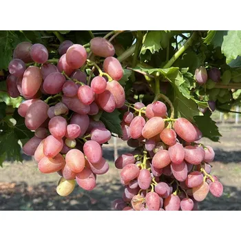 Sazenice Réva vinná 'Helios' Balení: prostokořenná sazenice