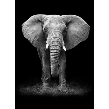 Diamantové malování Diamantové malování - Slon ČB - č. 406 50x70 cm