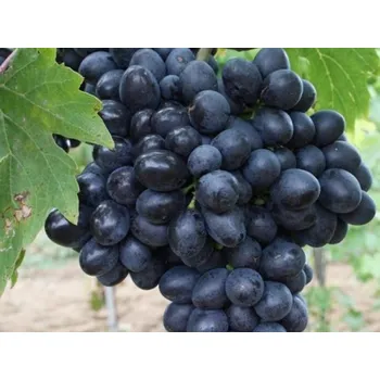 Sazenice Réva vinná 'Diala' Balení: prostokořenná sazenice