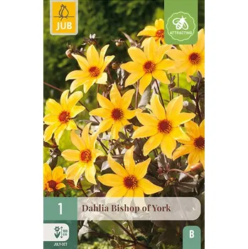 Cibulovina Jiřina Bishop Of York (1 hlíza) Classic Collection