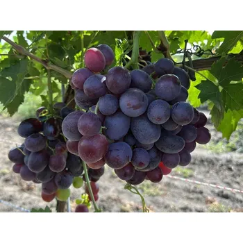 Sazenice Réva vinná 'Everest' Balení: prostokořenná sazenice