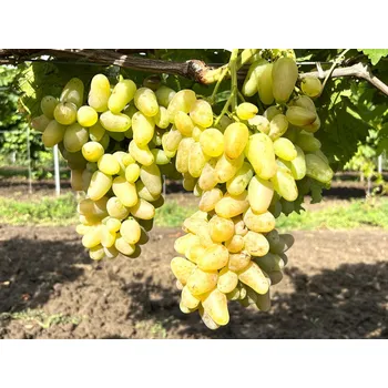 Sazenice Réva vinná 'Gordey' Balení: prostokořenná sazenice