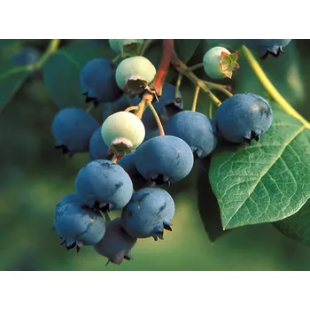 Sazenice Kanadská borůvka 'Legacy' Balení: kontejner p9