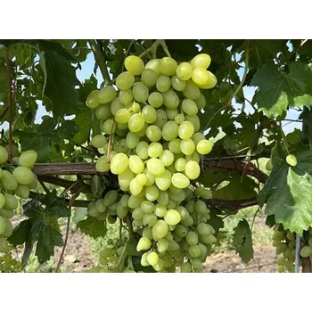 Sazenice Réva vinná 'Dolgoždanyj' Balení: prostokořenná sazenice