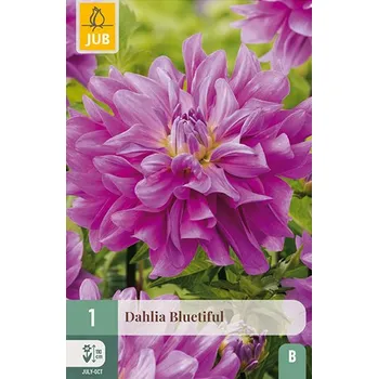 Cibulovina Jiřina Bluetiful (1 hlíza)