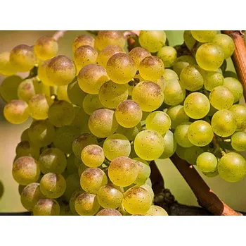 Sazenice Réva vinná 'Bianca' Balení: prostokořenná sazenice