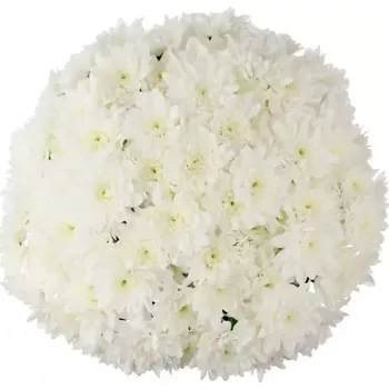 Kytice 15 bílých plnokvětých chryzantém