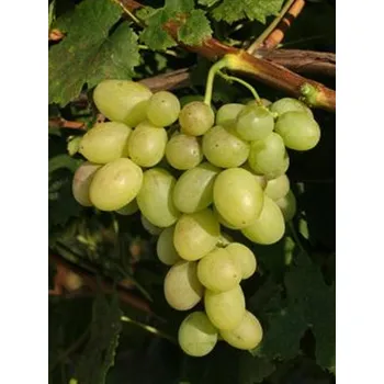 Sazenice Réva vinná 'Amigo' Balení: prostokořenná sazenice