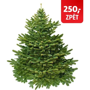 Vánoční stromek Jedle Nordmann Exkluziv 150–200 cm Jedle kavkazská