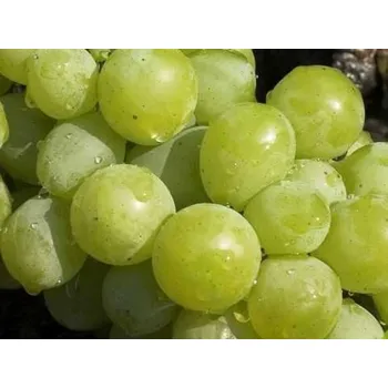 Sazenice Réva vinná 'Muscat Italia' Balení: prostokořenná sazenice