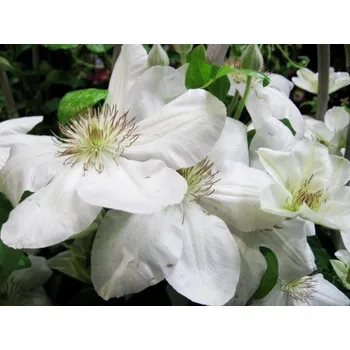 Sazenice Plamének 'Jerzy Popieluszko' Balení: kontejner C2